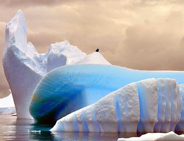 image of a small dark bird sitting atop a bright blue and white iceberg