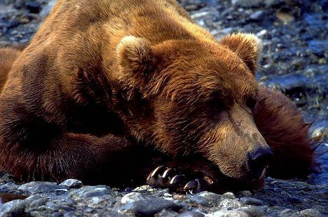 image of a sleepy brown bear
