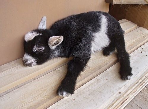 image of a sleepy baby goat