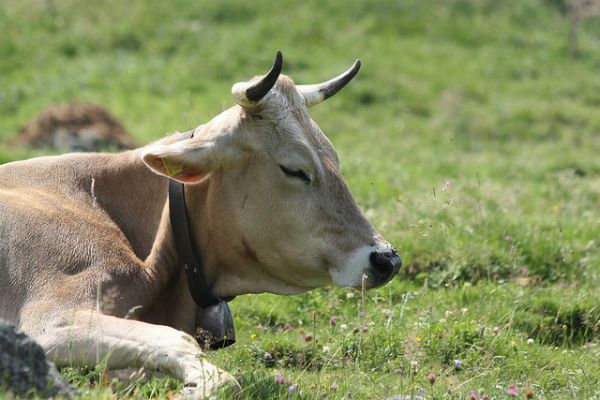 image of a sleepy cow