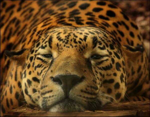 image of a sleepy jaguar