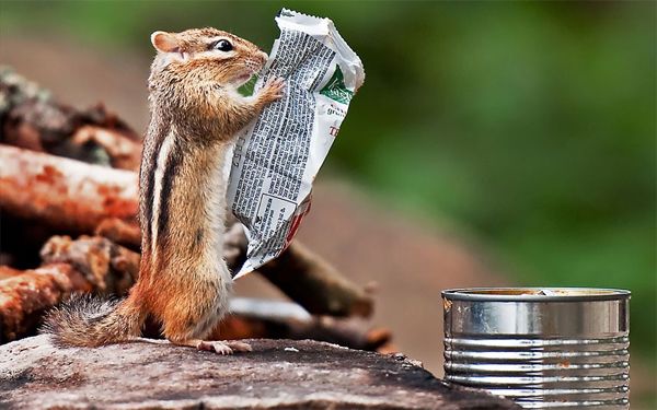 image of a chipmunk sitting near a tin can, holding up a snack bar wrapper in a way that looks like the chipmunk is reading the newspaper