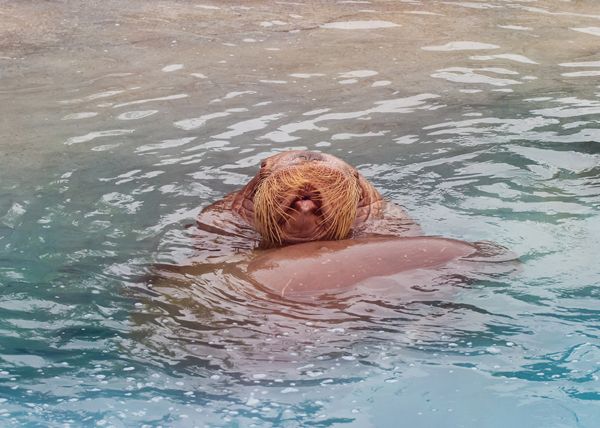 image of a walrus floating on its back