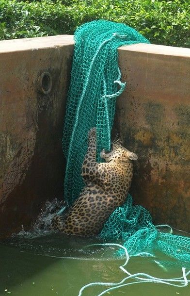 the leopard climbs the net