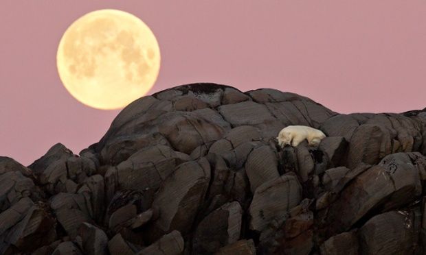 image of a polar bear sleeping on a rocky hill, while a full moon hangs in a pink sky