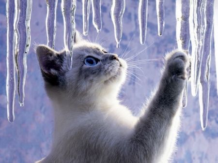 image of a wee kitten touching an icicle with its paw