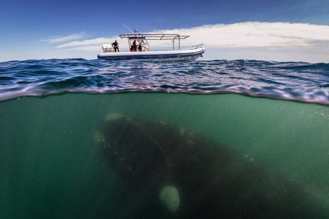 image of a giant whale under the surface of the ocean, atop which is a tiny boat