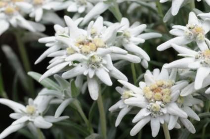 image of edelweiss blooms