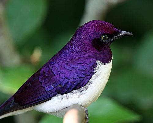 image of a small bird with a white chest and a bright purple back