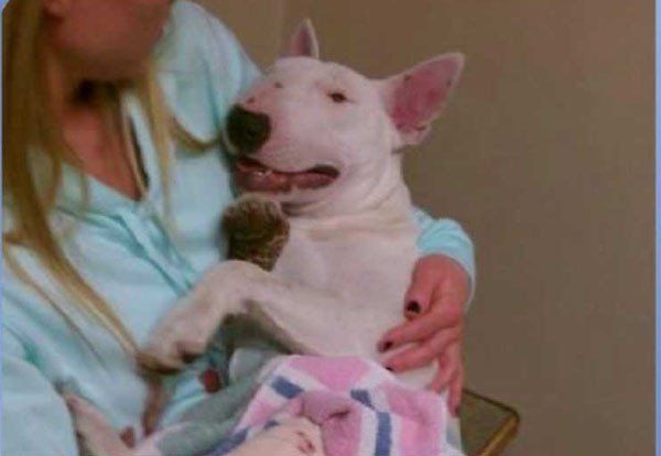 image of Colonel the Bull Terrier being cradled in a woman's arms after his surgery