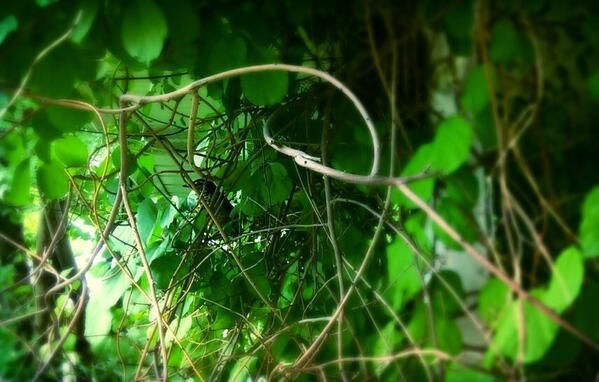 image of a juvenile robin sitting in thick green vines, just below a nest
