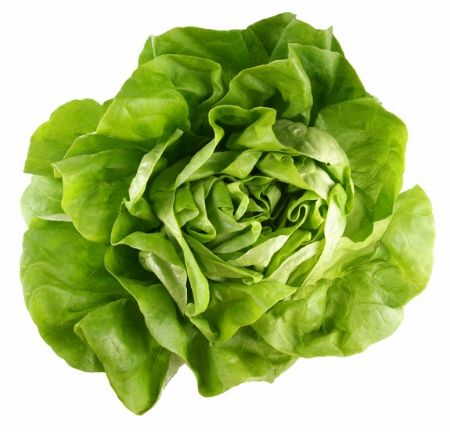 image of a head of lettuce