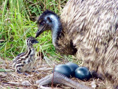 image of a mama emu with a baby emu and unhatched blue emu eggs