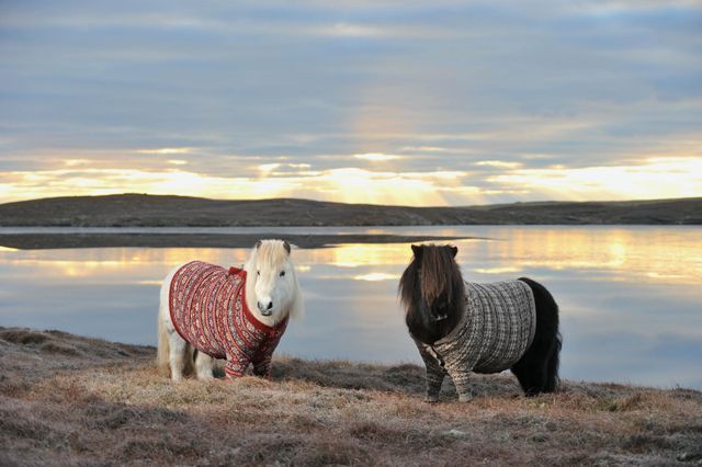 image of two Shetland ponies, one cream-colored and wearing a red sweater, and one brown-colored and wearing a beige sweater, standing on a beach looking into the camera