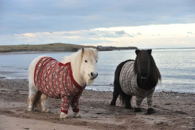 image of the two ponies walking along the beach