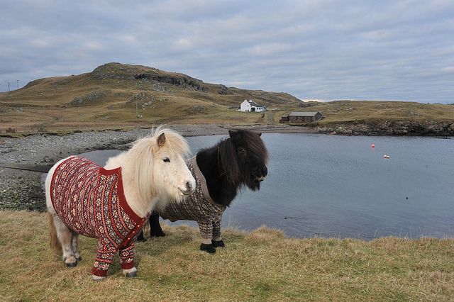 image of the two ponies standing on a bluff overlooking a firth