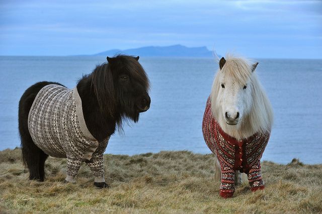 image of the two ponies standing on a hill near the sea