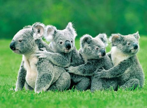 image of koalas hugging each other in a line
