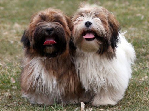 image of two lhasa apso breed dogs, standing and grinning with their tongues hanging out