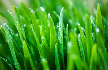 close-up images of blades of grass dotted by dewdrops