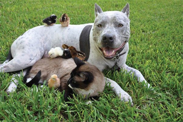 image of a pit bull curled up in the grass with a snowshow Siamese cat, with wee chicks standing all over them