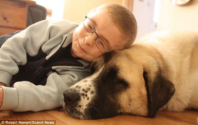 Owen lays his head on top of Haatchi's