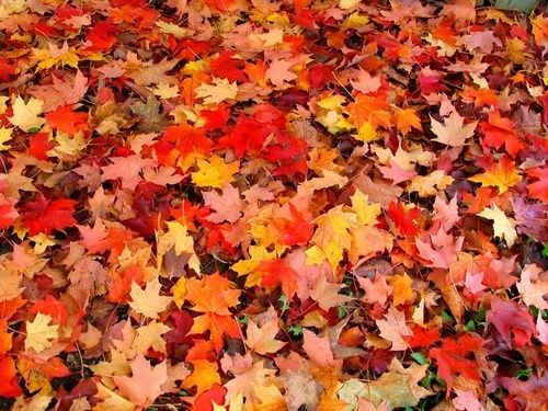 image of a pile of autumnal maple leaves