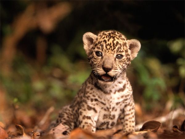 image of a cheetah cub