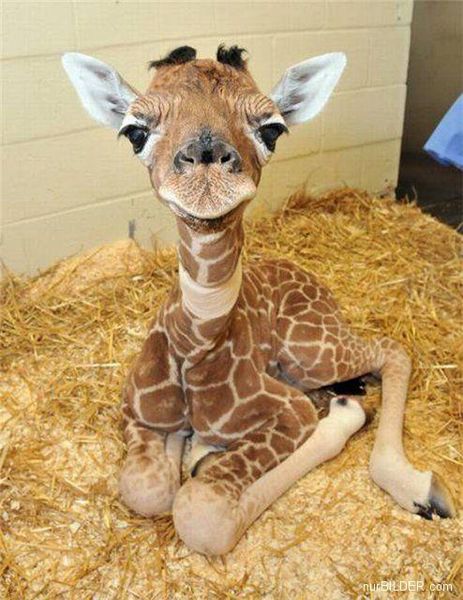 image of a baby giraffe sitting in some hay