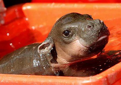 image of a baby hippo
