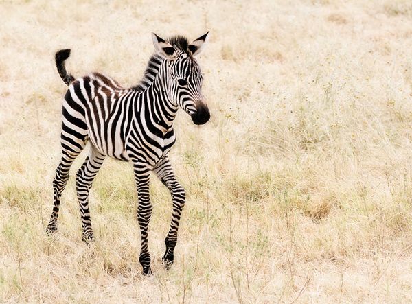 image of a zebra colt