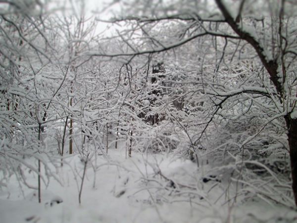 image of our back garden, covered in snow
