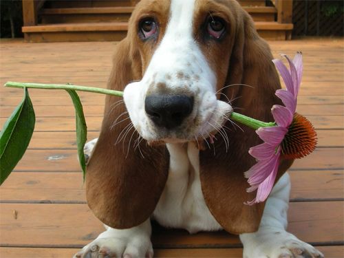 image of a basset hound with a flower in its mouth