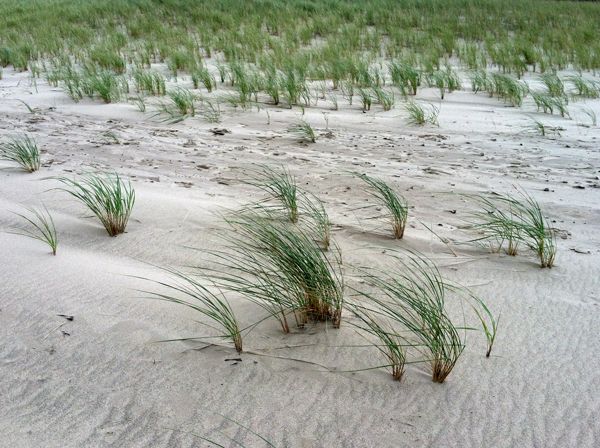 image of dune grass growing out of the sand, leaning  to the side in the wind