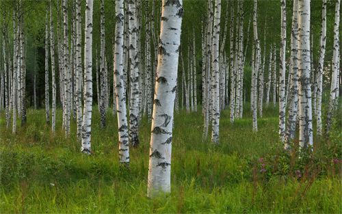image of birch trees in a field