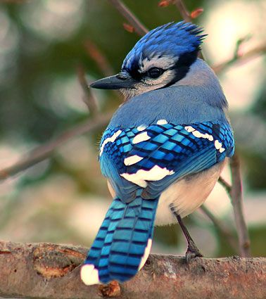 image of a bluejay sitting on a branch