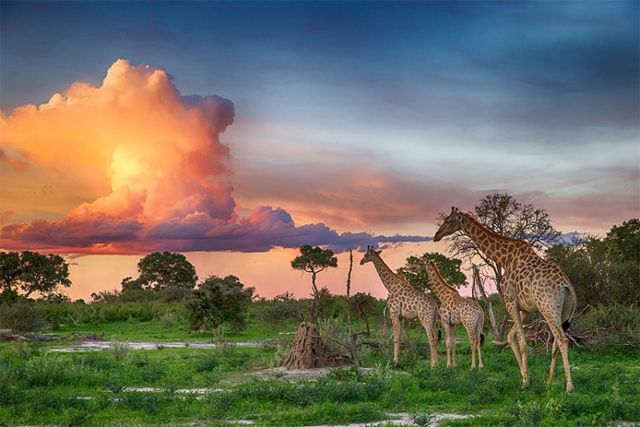 image of giraffes walking across a Botswanan savannah, with pink clouds in the distant sky