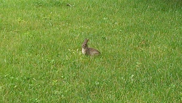 image of the bunny, sitting in the grass