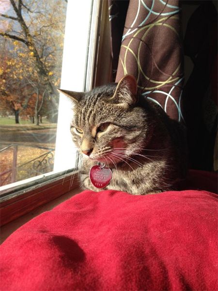 A cat relaxes in the sunshine