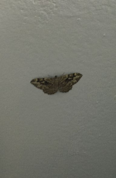 close-up image of a moth hanging out on the wall