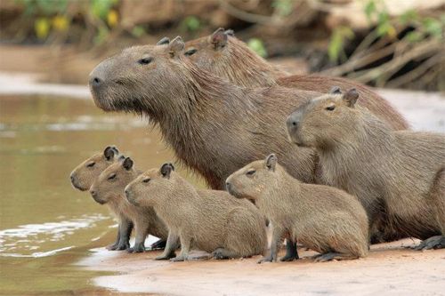 image of a family of capybaras
