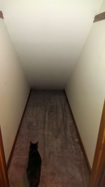 image of Sophie the Torbie Cat investigating the empty closet