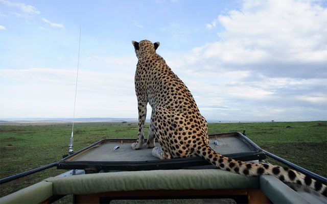 image of a female cheetah sitting on the top of a vehicle, photographed from behind as she's looking out over the savannah