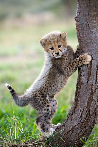 image of an adorable cheetah cub standing on its back legs, gripping a tree trunk