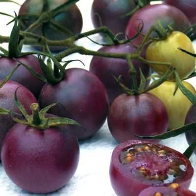 image of purple cherry tomatoes