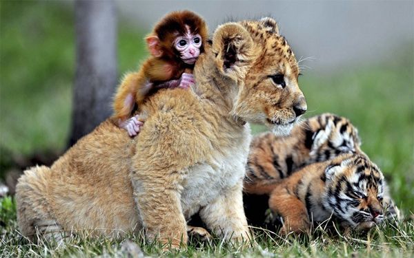 image of a baby monkey on a lion cub's back, with two tiger cubs playing nearby