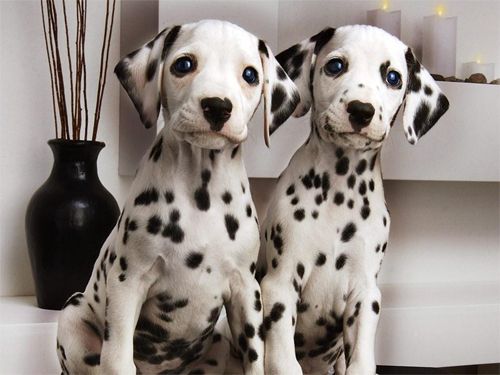 image of two adorable dalmatian puppies