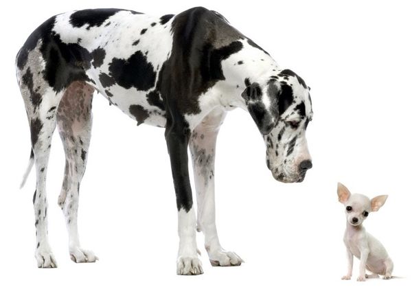 image of a very tall harlequin Great Dane and a very small fawn Chihuahua