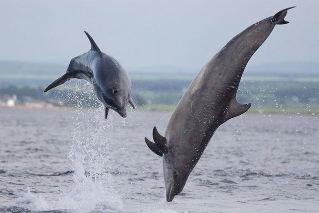 image of two dolphins playfully jumping out of the water