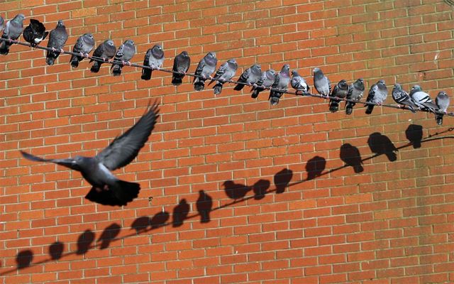 image of pigeons sitting on a wire in front of a brick wall; one of them is just taking flight
